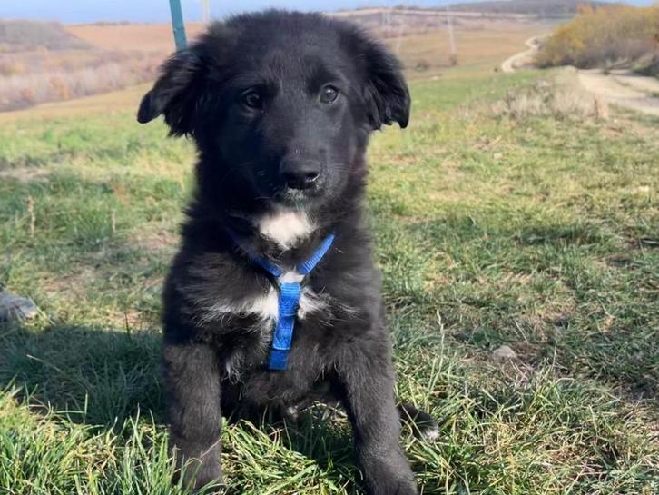 Pup Arthur een lief en vrolijk mannetje, Dieren en Toebehoren, Honden | Niet-rashonden, Middel, Reu, Particulier, Eén hond, Buitenland