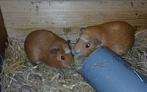 Jonge cavia's, Dieren en Toebehoren, Knaagdieren, Oktober, Meerdere dieren, Cavia