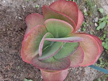 Kalanchoë thyrsiflora; woestijnroos. 19 euro excl. verzenden beschikbaar voor biedingen