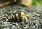 Anatome Helena - slaketende slak | Assassin, Dieren en Toebehoren, Vissen | Aquariumvissen, Zoetwatervis, Slak of Weekdier