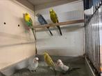 12 broedrijpe split bf/bw en dun fallow, Dieren en Toebehoren, Meerdere dieren, Parkiet