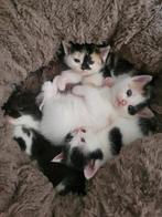 Kittens van siberische mama, Dieren en Toebehoren, Meerdere dieren