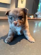 Unieke kleine Wolfspitz-mix pups zoeken een liefdevol thuis, CDV (hondenziekte), 8 tot 15 weken, Meerdere, Meerdere dieren