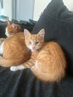 Muppet 9,5 week oud half boskat, Kater, Langharig, 0 tot 2 jaar