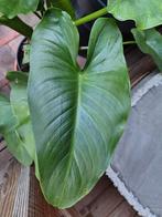 2 stuks Zantedeschia Aethiopica, Ophalen, Volle zon