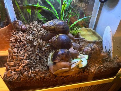 Afrikaanse Reuzen slakken archachatina ovum, Dieren en Toebehoren, Reptielen en Amfibieën, Overige soorten, 0 tot 2 jaar, Tam