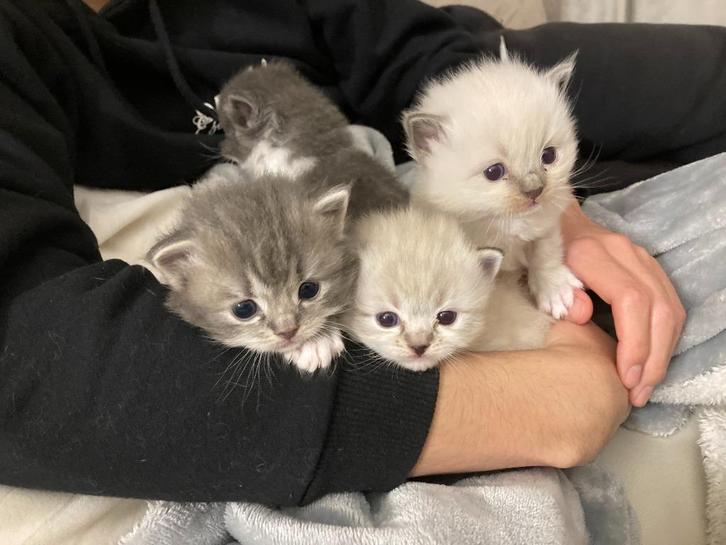 Ragdoll kittens met stamboom, Dieren en Toebehoren, Katten en Kittens | Raskatten | Langhaar, Meerdere dieren, 0 tot 2 jaar, Met stamboom