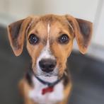 Jiska (in Heerhugowaard) zoekt een nieuw thuis, Dieren en Toebehoren, Honden | Niet-rashonden, Particulier, Rabiës (hondsdolheid)