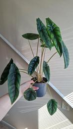 Alocasia Venusta, Ophalen of Verzenden, Overige soorten, Minder dan 100 cm