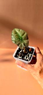 Alocasia amazonica ‘Polly’ variegata - babyplant, Ophalen of Verzenden, Overige soorten, Minder dan 100 cm