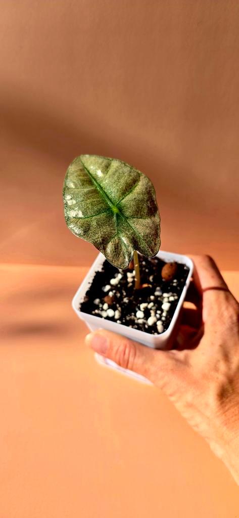 Alocasia amazonica ‘Polly’ variegata - babyplant, Huis en Inrichting, Kamerplanten, Overige soorten, Minder dan 100 cm, Ophalen of Verzenden
