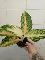Aglaonema key lime, Huis en Inrichting, Kamerplanten, Ophalen of Verzenden, Overige soorten, Minder dan 100 cm