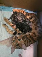 half Bengalen! lijkt meer op haar moeder!, Dieren en Toebehoren, Katten en Kittens | Raskatten | Korthaar
