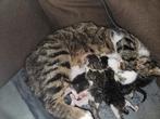Kittens, Dieren en Toebehoren, Katten en Kittens | Raskatten | Korthaar, Meerdere dieren, 0 tot 2 jaar, Ontwormd