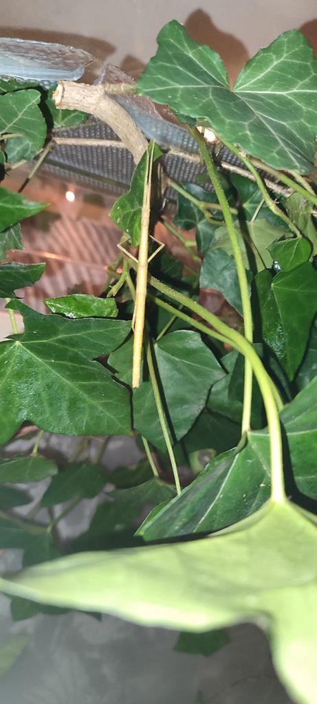 Wandelende takken, Dieren en Toebehoren, Insecten en Spinnen, Wandelende tak