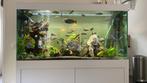 Aquarium 165x65x85 inc. vissen en l-nummers, Dieren en Toebehoren, Vissen | Aquaria en Toebehoren, Ophalen, Zo goed als nieuw