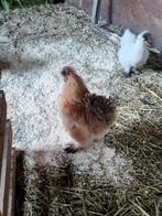 Gratis 2 hanen, Dieren en Toebehoren, Mannelijk, Kip