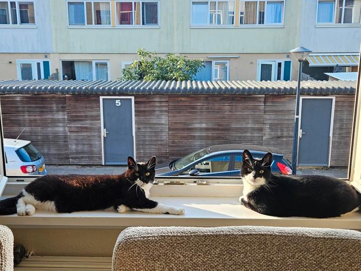 Lieve katten Stip & Streep zoeken een nieuw thuis, Dieren en Toebehoren, Katten en Kittens | Overige Katten, Kortharig, Kater