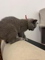 Britse korthaar poes 14weken, Dieren en Toebehoren, Meerdere dieren, Ontwormd, 0 tot 2 jaar