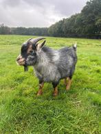 Blauwschimmel tan bok, Dieren en Toebehoren, Schapen, Geiten en Varkens, Mannelijk, Geit, 0 tot 2 jaar