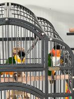 Caique, Dieren en Toebehoren, Vogels | Parkieten en Papegaaien, Meerdere dieren, Papegaai, Geringd