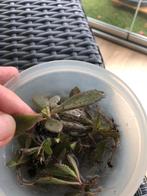 Stekjes Mother of Thousand, Huis en Inrichting, Kamerplanten, Ophalen, Halfschaduw, Minder dan 100 cm