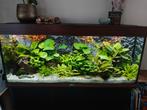 Juwel Rio 240 LED incl. onderkast, Ophalen, Gebruikt, Gevuld zoetwateraquarium