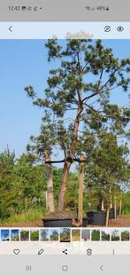 Pinus sylvestris, Volle zon, Bloeit niet, 250 tot 400 cm, Overige soorten