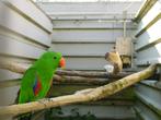 Aangeboden jonge eigen kweek NG Edelpapegaaien, Dieren en Toebehoren, Vogels | Parkieten en Papegaaien, Meerdere dieren, Papegaai