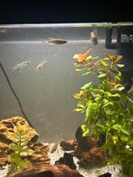 Guppen en zebra danio’s, Vis, Zoetwatervis, Schoolvis