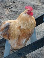 Cochin kriel hanen 2025 glad krul zijde, Dieren en Toebehoren, Pluimvee, Mannelijk, Kip