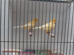 Koppel gele kanaries, Dieren en Toebehoren, Vogels | Kanaries, Meerdere dieren, Kleurkanarie