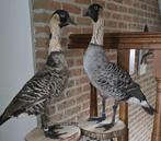 taxidermie: nieuwe stukken: nandoe, struisvogels, ganzen, .., Ophalen of Verzenden, Nieuw, Boerderijdier, Opgezet dier