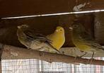 Ka, Dieren en Toebehoren, Vogels | Kanaries, Meerdere dieren, Kleurkanarie