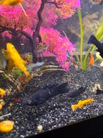 Black mollies, platy s en guppen, Dieren en Toebehoren, Vissen | Aquariumvissen, Vis, Zoetwatervis