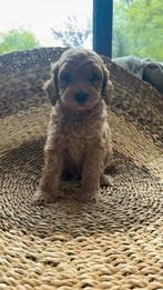 Knappe Australian Labradoodle puppy's, Overige rassen, 8 tot 15 weken, Meerdere, Meerdere dieren