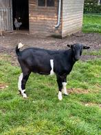 Prachtige grote zwart bonte bok, Dieren en Toebehoren, Schapen, Geiten en Varkens, Mannelijk, Geit