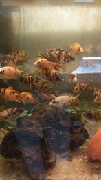 Te koop jonge Aulonocara MC OB Malawi cichliden per stuk €1, Dieren en Toebehoren, Vissen | Aquariumvissen, Vis