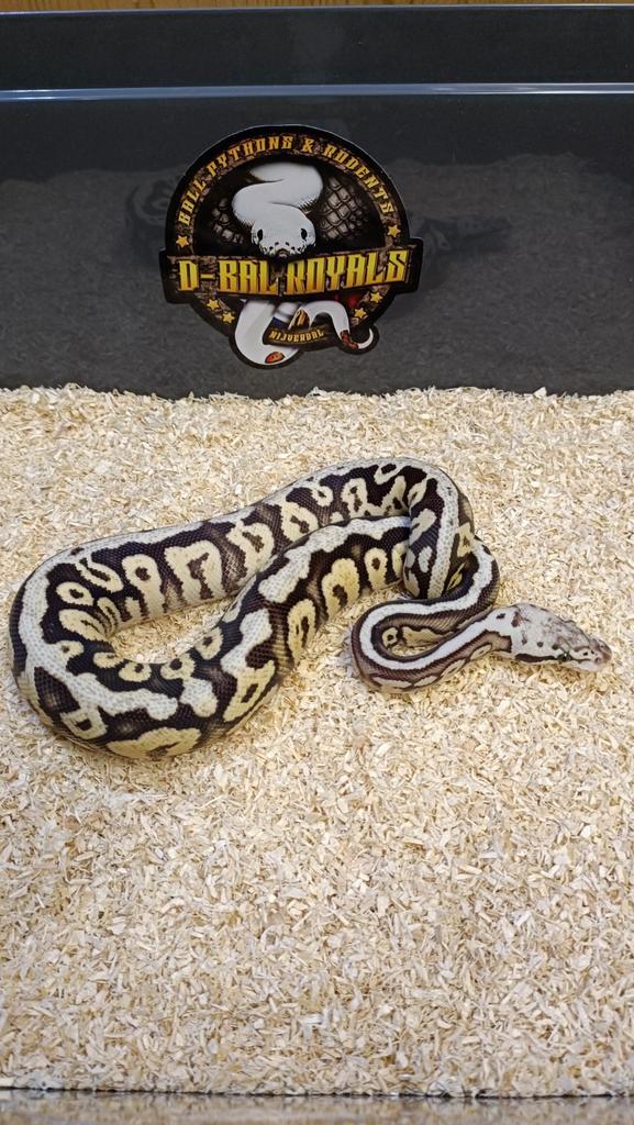 0.1. Koningspython - Ballpython - Python Regius