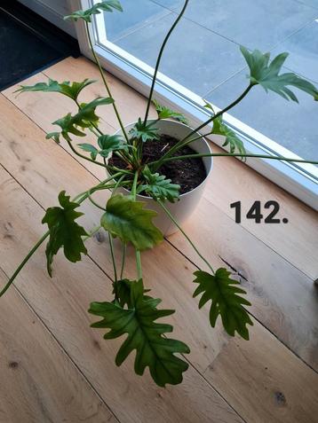 Philodendron xanadu (65 cm hoog) - 15 euro  beschikbaar voor biedingen