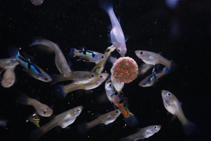 endler guppen, Dieren en Toebehoren, Vissen | Aquariumvissen, Zoetwatervis, Vis