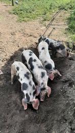 Bonte beintheimer biggen te koop, Dieren en Toebehoren, Mannelijk, Varken