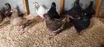 Kingduiven, Dieren en Toebehoren, Vogels | Duiven, Meerdere dieren, Overige soorten