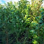 Opruiming prunus rhotundifolia 200/220, Tuin en Terras, Planten | Tuinplanten, Ophalen of Verzenden