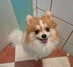 Pomeriaan teefje 10 maand, Dieren en Toebehoren, Honden | Poolhonden, Keeshonden en Oertypen, België, Particulier, 15 weken tot 1 jaar