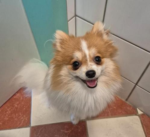 Pomeriaan teefje 10 maand, Dieren en Toebehoren, Honden | Poolhonden, Keeshonden en Oertypen, Teef, Keeshond, Particulier, Eén hond