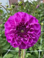 Dahlia knollen Arianne, Ophalen of Verzenden