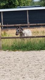 Weiland aangeboden voor begrazing