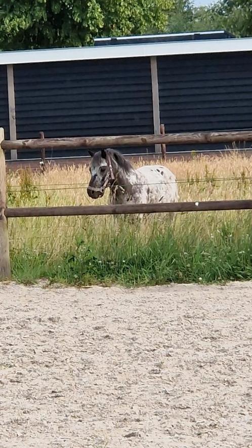 Weiland aangeboden voor begrazing, Dieren en Toebehoren, Stalling en Weidegang