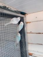 Grasparkieten Broed 2025, Meerdere dieren, Parkiet